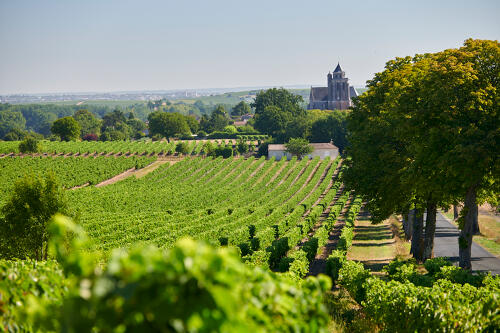 Vignoble de Charente 